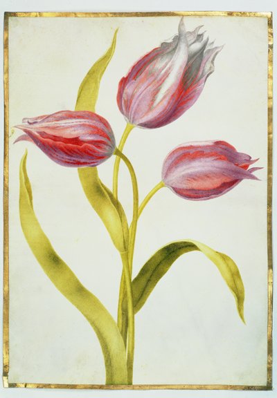 Tulpen, c.1675 door Nicolas Robert